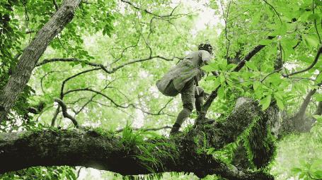 國中畢業神人「捨命」從事全台灣最危險的工作「植物獵人」，植物學家佩服：我們都做不到 