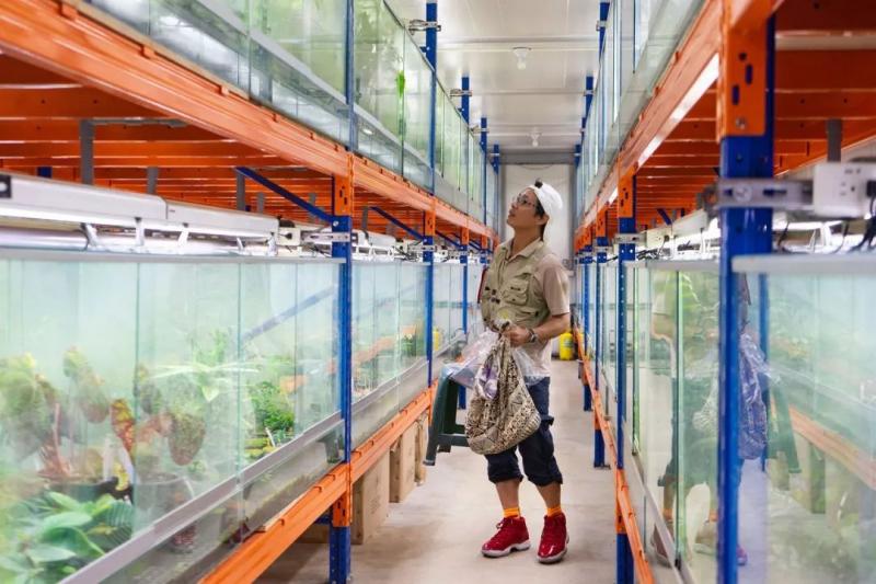 國中畢業神人「捨命」從事全台灣最危險的工作「植物獵人」，植物學家佩服：我們都做不到 