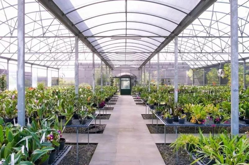 國中畢業神人「捨命」從事全台灣最危險的工作「植物獵人」，植物學家佩服：我們都做不到 