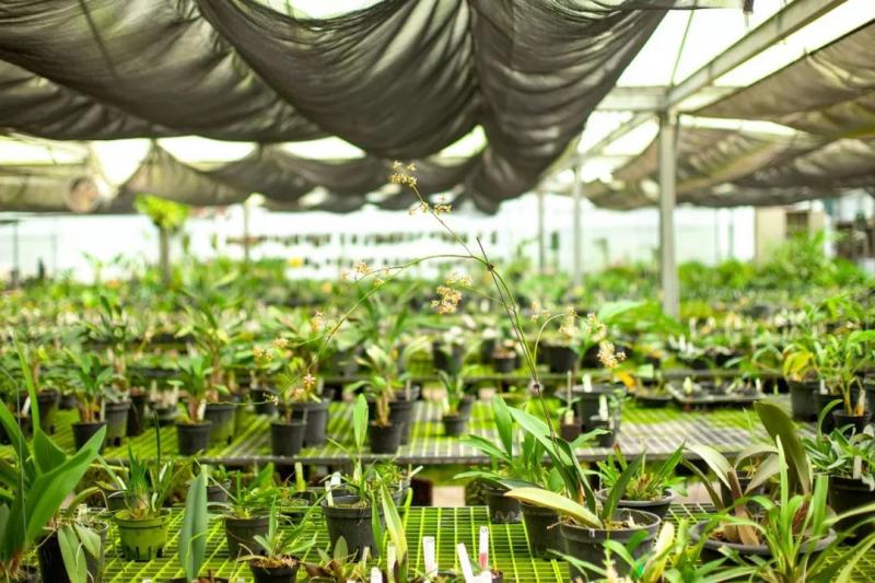 國中畢業神人「捨命」從事全台灣最危險的工作「植物獵人」，植物學家佩服：我們都做不到 