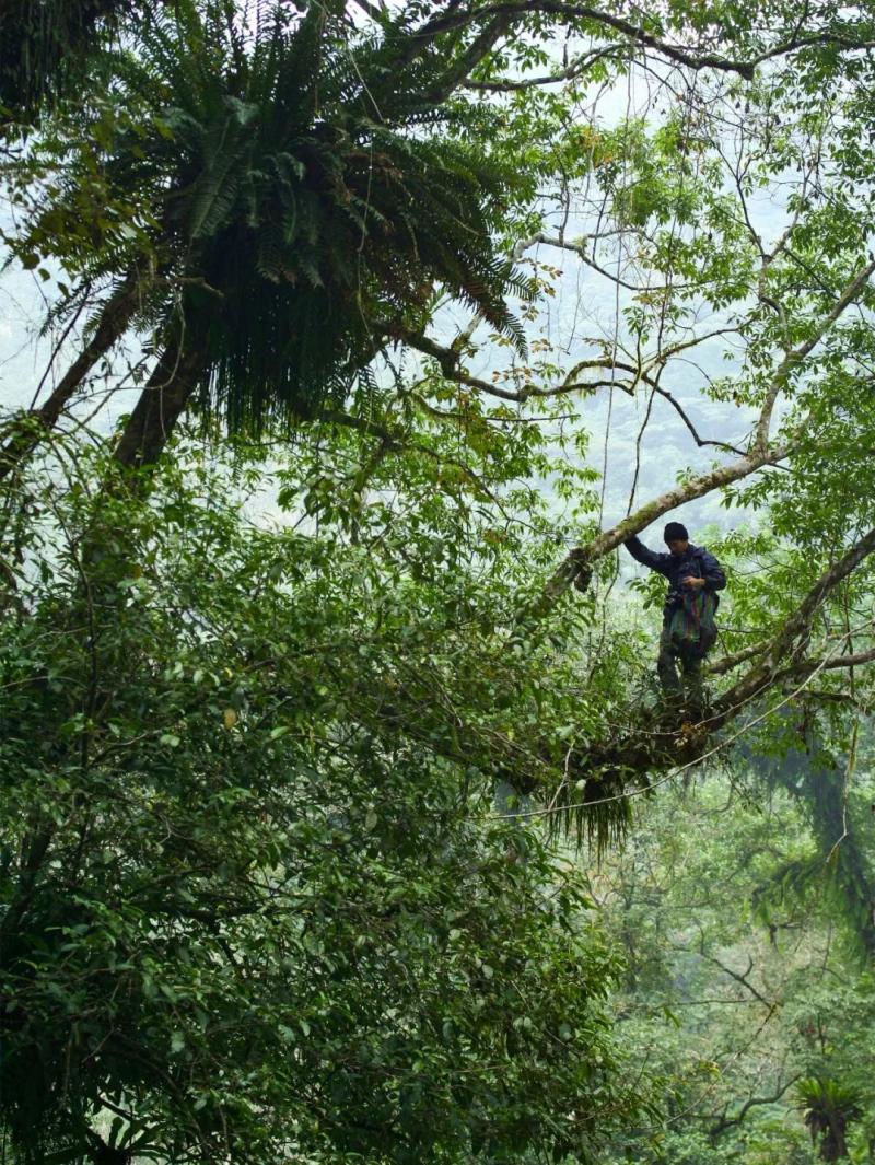 國中畢業神人「捨命」從事全台灣最危險的工作「植物獵人」，植物學家佩服：我們都做不到 