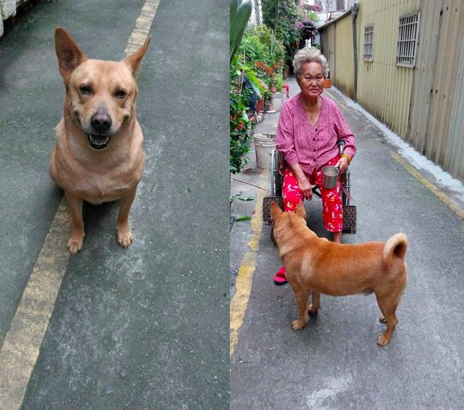 忠犬不亂跑守護「走路累了的阿嬤」　她目睹過程：一秒鐘也沒離開過