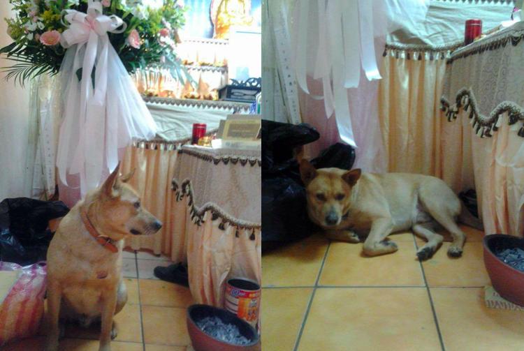 忠犬不亂跑守護「走路累了的阿嬤」　她目睹過程：一秒鐘也沒離開過