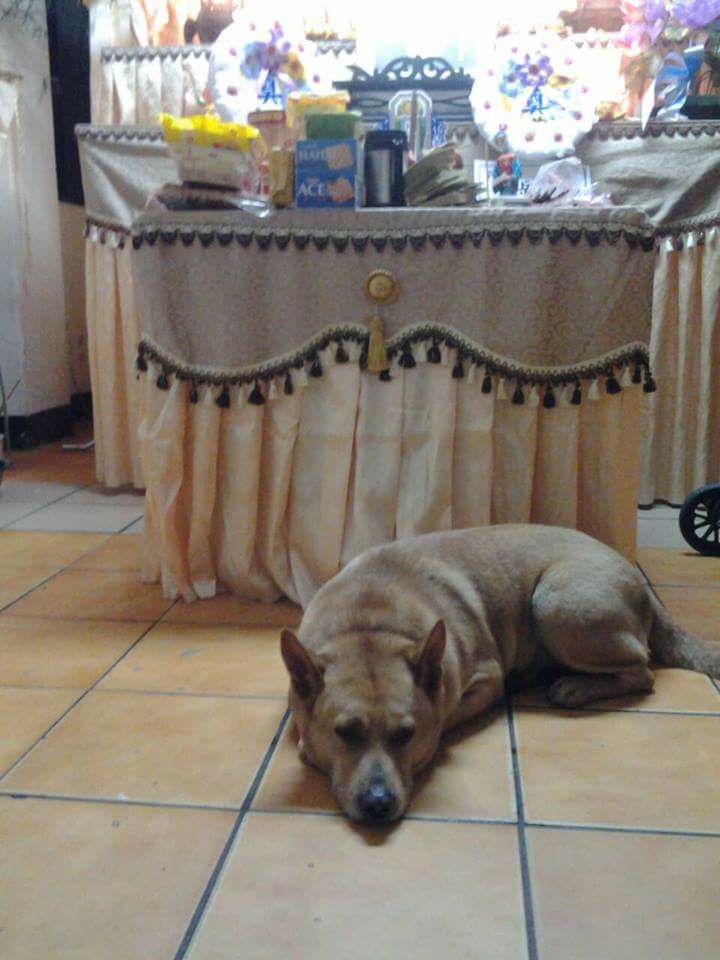 忠犬不亂跑守護「走路累了的阿嬤」　她目睹過程：一秒鐘也沒離開過