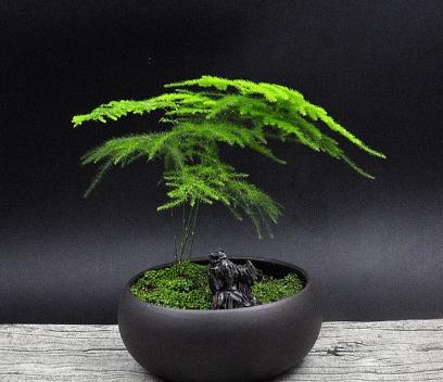 家裡再窮，也要擺上這幾種植物，越住越有錢