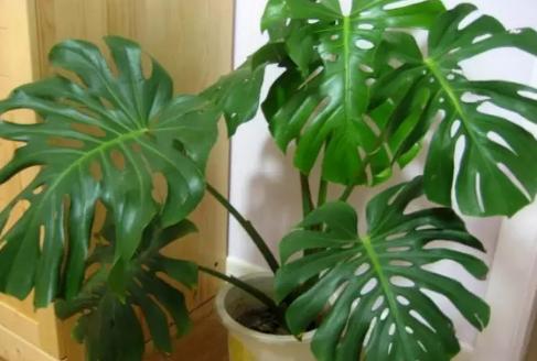 家裡再窮，也要擺上這幾種植物，越住越有錢