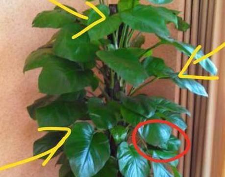 家裡再窮，也要擺上這幾種植物，越住越有錢