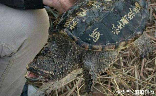 小伙河邊釣上「佛龜」，要放生時被老人攔住，原來真實身份不一般 !