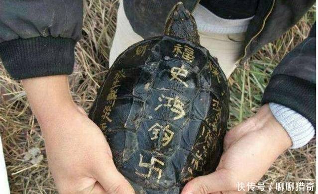 小伙河邊釣上「佛龜」，要放生時被老人攔住，原來真實身份不一般 !
