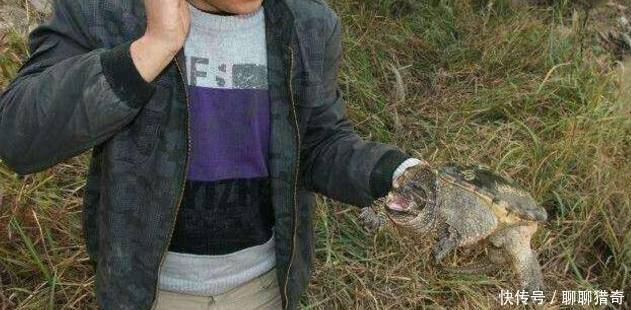 小伙河邊釣上「佛龜」，要放生時被老人攔住，原來真實身份不一般 !