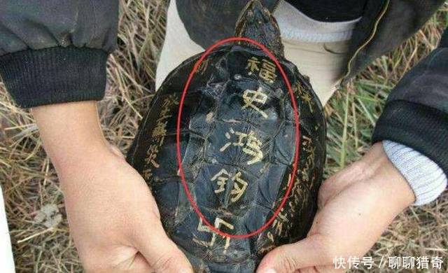 小伙河邊釣上「佛龜」，要放生時被老人攔住，原來真實身份不一般 !