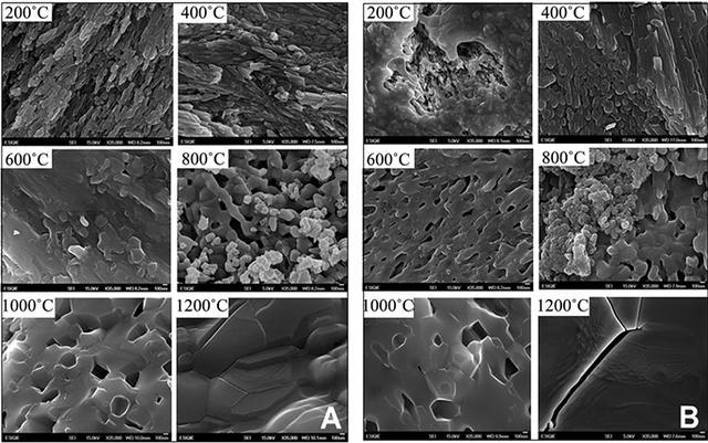 科學角度解釋：舍利子究竟是什麼？