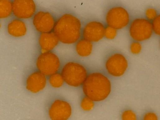科學角度解釋：舍利子究竟是什麼？