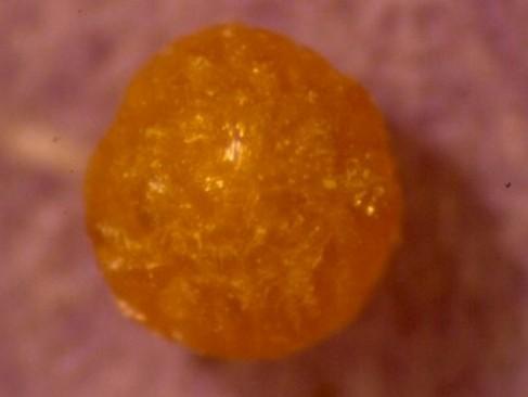 科學角度解釋：舍利子究竟是什麼？
