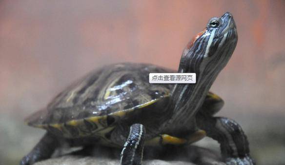 這7種動物不請自來家裡，是大吉兆！千萬別趕走