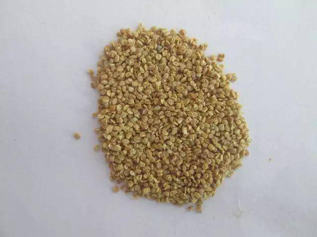 枸杞不用花錢買，自己種一盆，幾個月就爆盆，家裡吃不完