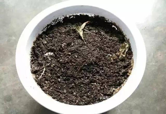 枸杞不用花錢買，自己種一盆，幾個月就爆盆，家裡吃不完