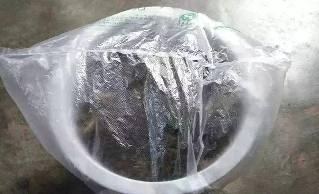 枸杞不用花錢買，自己種一盆，幾個月就爆盆，家裡吃不完