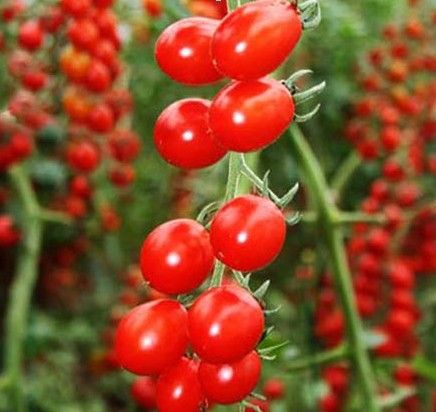 3種植物泡水喝，巧治眼疲勞、老花眼！