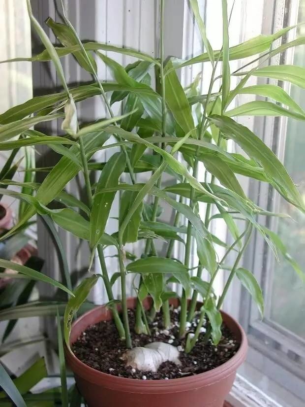 生薑這樣種，以後不用花錢買生薑了！超簡單！