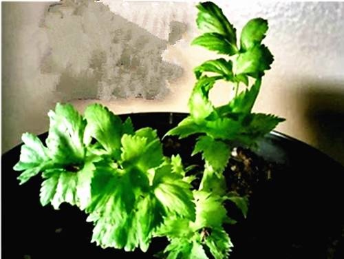 生薑這樣種，以後不用花錢買生薑了！超簡單！