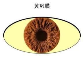 當你的眼睛出現這5大症狀，快去查查自己的肝臟吧！