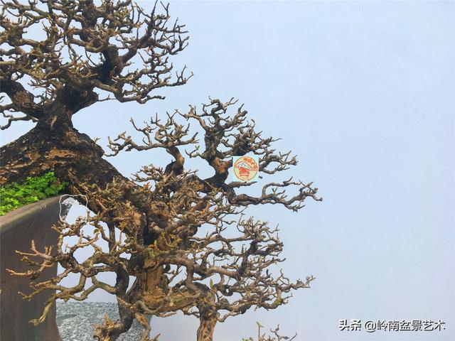 樹樁盆景布枝如書法運筆，具體有十忌十宜。