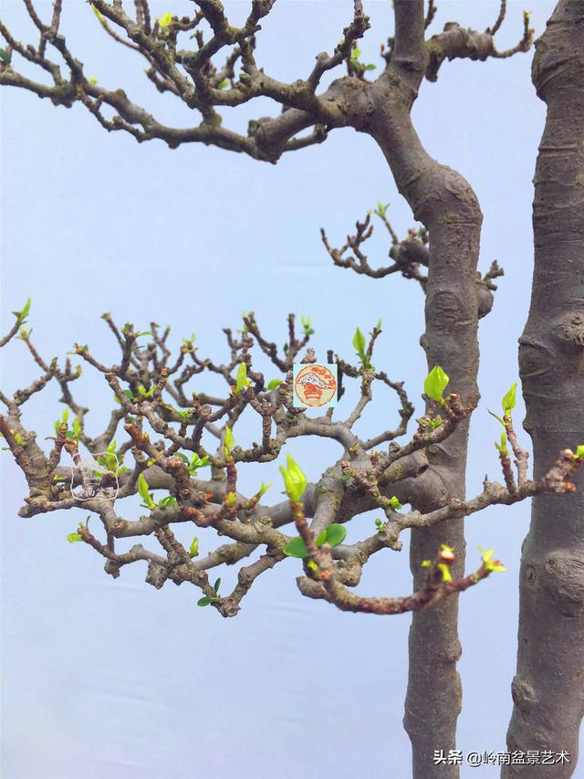樹樁盆景布枝如書法運筆，具體有十忌十宜。