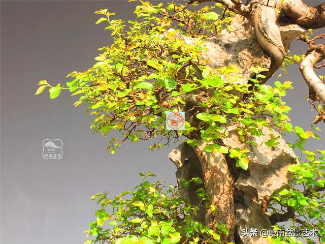 樹樁盆景布枝如書法運筆，具體有十忌十宜。