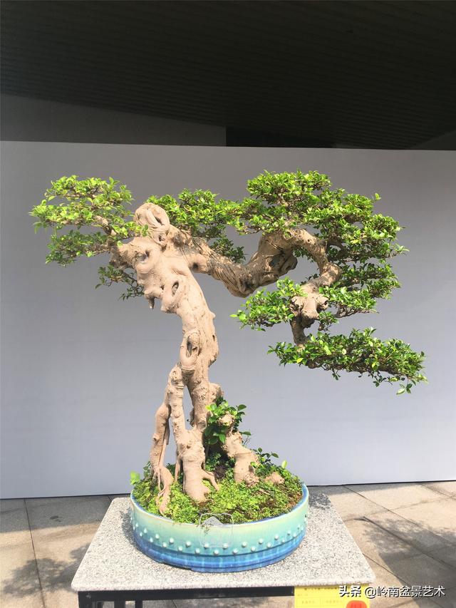 樹樁盆景布枝如書法運筆，具體有十忌十宜。