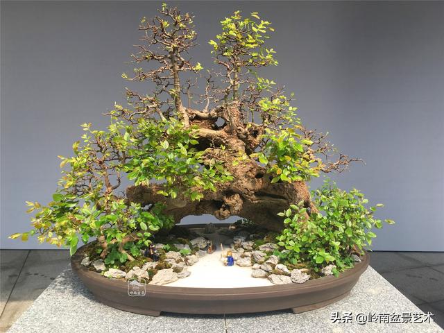 樹樁盆景布枝如書法運筆，具體有十忌十宜。