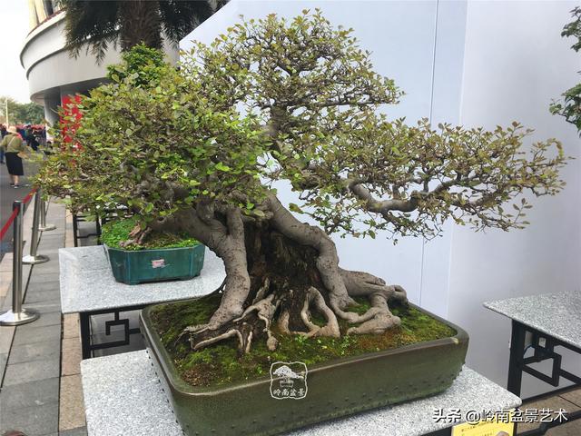 樹樁盆景布枝如書法運筆，具體有十忌十宜。