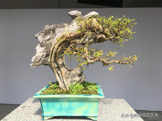 樹樁盆景布枝如書法運筆，具體有十忌十宜。