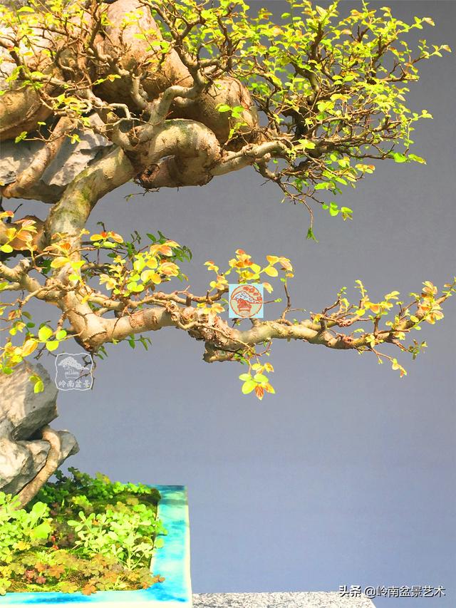 樹樁盆景布枝如書法運筆，具體有十忌十宜。
