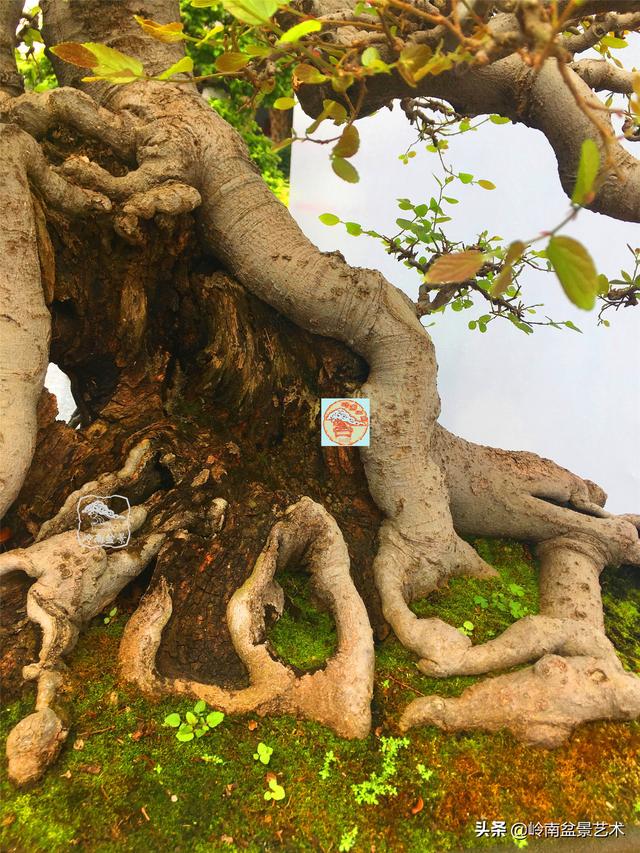 樹樁盆景布枝如書法運筆，具體有十忌十宜。