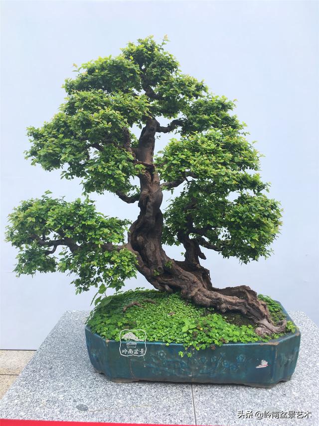 樹樁盆景布枝如書法運筆，具體有十忌十宜。