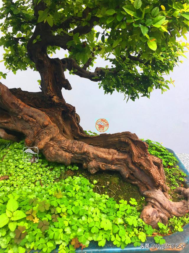 樹樁盆景布枝如書法運筆，具體有十忌十宜。