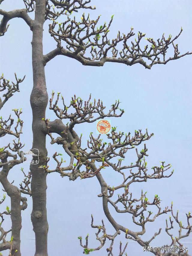 樹樁盆景布枝如書法運筆，具體有十忌十宜。