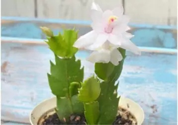 這些花不要買，扯幾片葉子就能種出一片花園！買花錢都省下來了！