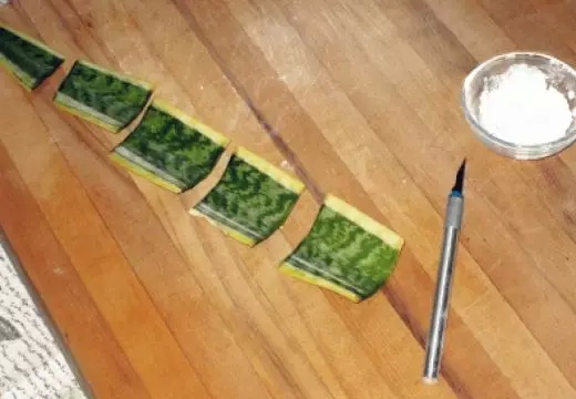 這些花不要買，扯幾片葉子就能種出一片花園！買花錢都省下來了！