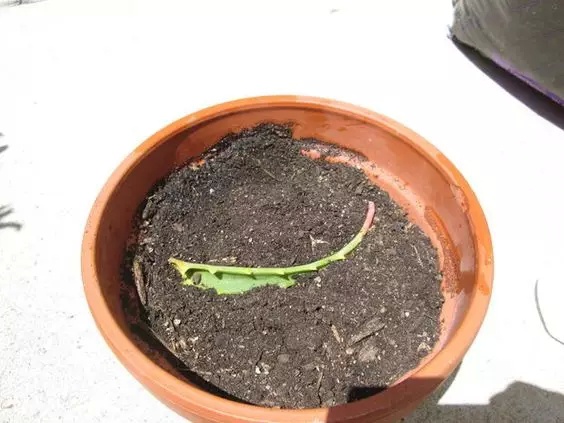 這些花不要買，扯幾片葉子就能種出一片花園！買花錢都省下來了！