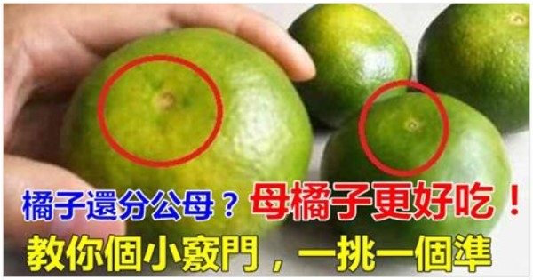 橘子還分公母？母橘子才更好吃，果農教你個小竅門，一挑一個準...... 