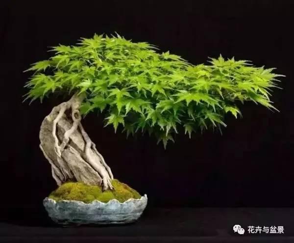 盆景造型不求人，看後立刻成為高手！