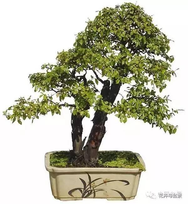盆景造型不求人，看後立刻成為高手！