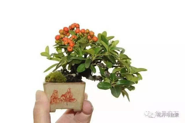 盆景造型不求人，看後立刻成為高手！