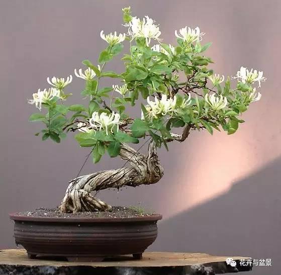 盆景造型不求人，看後立刻成為高手！