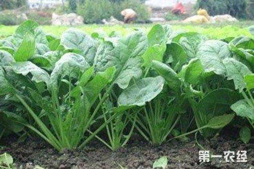 蔬菜種植時間表，自己種菜安全健康！（太全了，必須收藏！） -