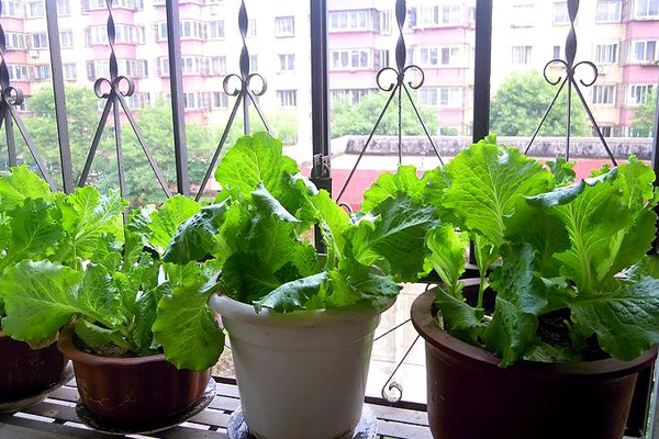蔬菜種植時間表，自己種菜安全健康！（太全了，必須收藏！） -