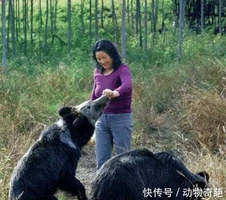 野外遇到兇猛的黑棕熊怎麼辦, 這位女士的做法令人出乎意料 !