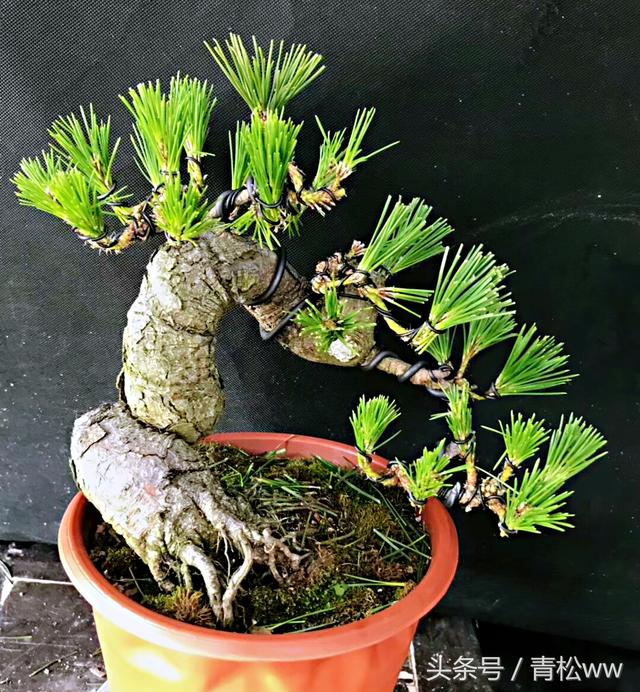 盆景製作中的基本造型手法，你真的會嗎？